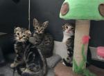 Gingers 2cnd littler - Bengal Cat For Sale - Denver&comma; CO&comma; US