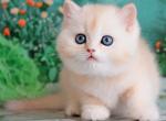 Gideon - British Shorthair Cat For Sale - Pembroke Pines&comma; FL&comma; US