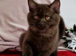 Winona - British Shorthair Cat For Sale - Pembroke Pines&comma; FL&comma; US