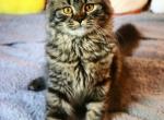 Zeus tall munchkin - Munchkin Cat For Sale - Iva&comma; SC&comma; US