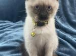Male Seal Point Siamese - Siamese Cat For Sale - Ypsilanti&comma; MI&comma; US