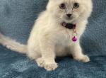 Female Balinese - Balinese Cat For Sale - Ypsilanti&comma; MI&comma; US