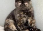 Daisy - Exotic Cat For Sale - Vancouver&comma; WA&comma; US