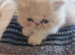 Orange and white male kitten - Persian Cat For Sale - MA&comma; US