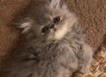 Gray female persian - Persian Cat For Sale - MA&comma; US