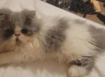 Persian White and gray female kitten - Persian Cat For Sale - MA&comma; US