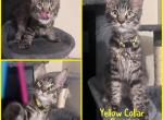 Mittens Kittens  ALMOST ALL GONE 3 female - Maine Coon Cat For Sale - Hyde Park&comma; NY&comma; US