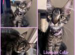 FiFis Kittens - Maine Coon Cat For Sale - Hyde Park&comma; NY&comma; US
