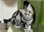 Luna - British Shorthair Cat For Sale - Battle Ground&comma; WA&comma; US
