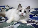 Bud - Ragdoll Cat For Sale - Tuscaloosa&comma; AL&comma; US