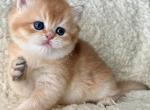 Adele - British Shorthair Cat For Sale - Hollywood&comma; FL&comma; US