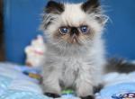 Lotty - Persian Cat For Sale - Pembroke Pines&comma; FL&comma; US
