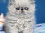 Kessy - Persian Cat For Sale - Pembroke Pines&comma; FL&comma; US