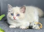 Max - Ragdoll Cat For Sale - Miami&comma; FL&comma; US