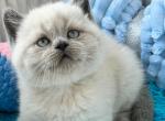 Amir - Scottish Straight Cat For Sale - Miami&comma; FL&comma; US