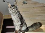 Detsl - Maine Coon Cat For Sale - Miami&comma; FL&comma; US