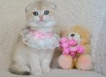 Mila - Scottish Fold Cat For Sale - Hollywood&comma; FL&comma; US