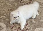 Sunshine - Persian Cat For Sale - Fort Worth&comma; TX&comma; US
