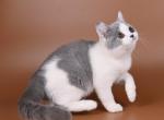 Blanco - British Shorthair Cat For Sale - Pembroke Pines&comma; FL&comma; US