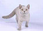 Ximen - British Shorthair Cat For Sale - Norwalk&comma; CT&comma; US