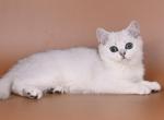 Neo - British Shorthair Cat For Sale - Norwalk&comma; CT&comma; US