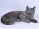 Lana - British Shorthair Cat For Sale - Norwalk&comma; CT&comma; US