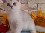 Calvin - British Shorthair Cat For Sale - Norwalk&comma; CT&comma; US