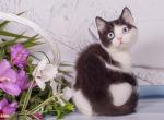 Irbis - British Shorthair Cat For Sale - Norwalk&comma; CT&comma; US