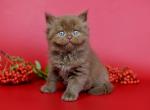 Casper - British Shorthair Cat For Sale - Norwalk&comma; CT&comma; US