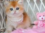 Luna - British Shorthair Cat For Sale - Norwalk&comma; CT&comma; US