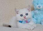 Larry - British Shorthair Cat For Sale - Norwalk&comma; CT&comma; US