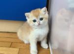 Sunny girl - British Shorthair Cat For Sale - New York&comma; NY&comma; US