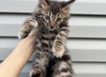Cashmere Bengal Kitten - Bengal Cat For Sale - Lincoln&comma; NE&comma; US