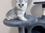 Baby 1 - British Shorthair Cat For Sale - Dallas&comma; TX&comma; US