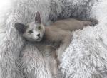 Sylvie - Russian Blue Cat For Sale/Retired Breeding - Hallsville&comma; MO&comma; US