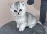 Baby 2 - British Shorthair Cat For Sale - Dallas&comma; TX&comma; US
