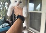 Dean - Ragdoll Cat For Sale - Duncansville&comma; PA&comma; US