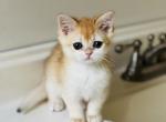 Golden girl - British Shorthair Cat For Sale - NY&comma; US