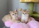 Purebred British kittens - British Shorthair Cat For Sale - Shakopee&comma; MN&comma; US