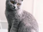 Ashton - British Shorthair Cat For Sale - Vancouver&comma; WA&comma; US
