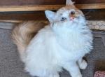 Lynx Bicolor Ragdoll Kitten Male TICA - Ragdoll Cat For Sale - Saint Joseph&comma; MO&comma; US