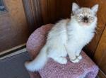 TICA Mitted Ragdoll Kitten Male - Ragdoll Cat For Sale - Saint Joseph&comma; MO&comma; US