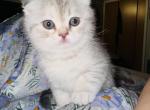 Summer - Scottish Fold Cat For Sale - Livingston&comma; NJ&comma; US