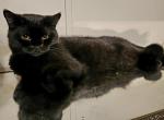 British Shorthair kittens - British Shorthair Cat For Sale - Copperas Cove&comma; TX&comma; US
