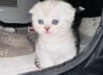 Fall - Scottish Fold Cat For Sale - Livingston&comma; NJ&comma; US