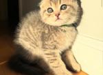 Autumn - Scottish Fold Cat For Sale - Livingston&comma; NJ&comma; US
