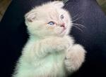 Winter - Scottish Fold Cat For Sale - Livingston&comma; NJ&comma; US