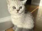 Spring - Scottish Straight Cat For Sale - Livingston&comma; NJ&comma; US
