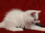 Cinnamon Bicolor Male In Crystal's Litter - Ragdoll Cat For Sale - Sumter&comma; SC&comma; US