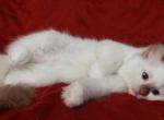 Chocolate Mitted Female in Crystal's litter - Ragdoll Cat For Sale - Sumter&comma; SC&comma; US
